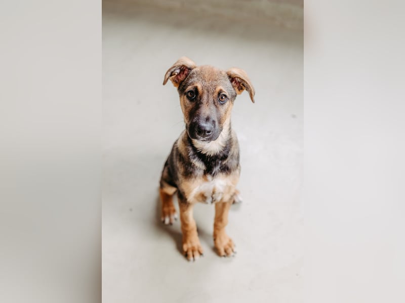 CHARLIE - aufgeweckter Welpenjunge sucht seine Menschen CHARLIE - aufgeweckter Welpenjunge sucht seine Menschen