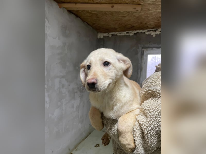 OLINA - wunderschöne und fröhliche Junghündin sucht ihre Menschen