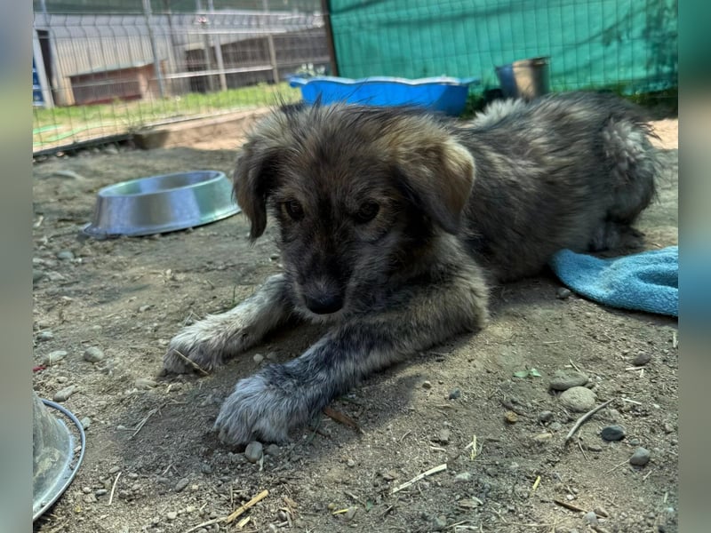 ENIE - verschmustes, menschenbezogenes Welpenmädchen sucht ihre Familie