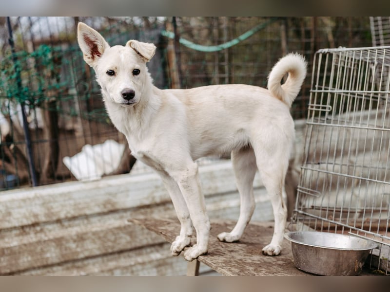 LENI - mutiges, kleines Hundemädchen sucht ihre Familie