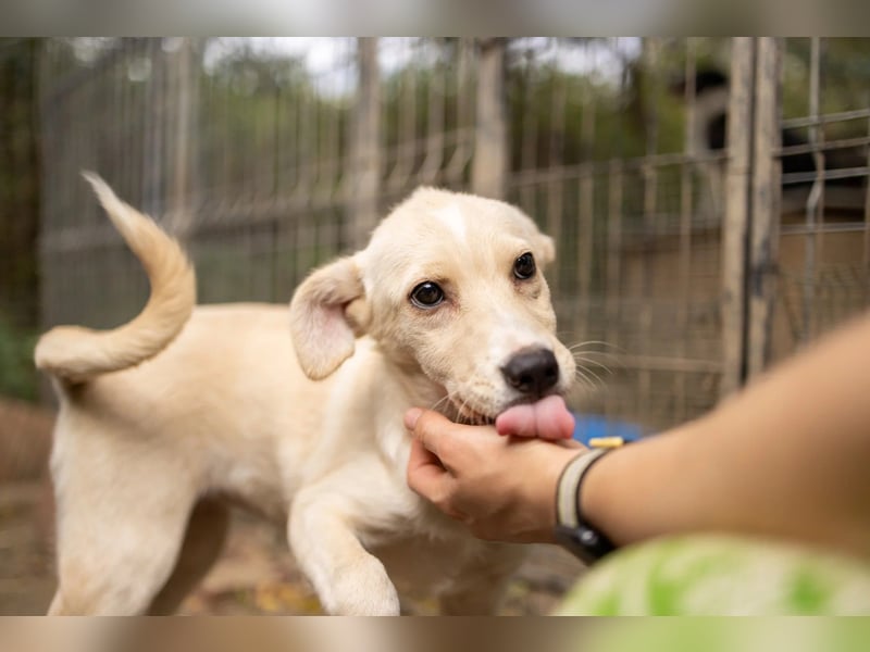 Leni - mutiges junges Hundemädchen