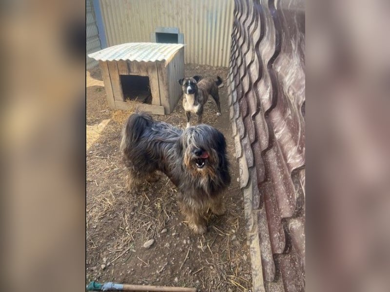 Niky lieb und ein bißchen schüchtern wartet auf seine Menschen Niky lieb und ein bißchen schüchtern wartet auf seine Menschen