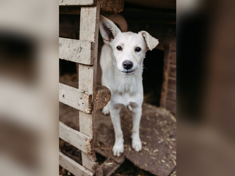 LENI - mutiges, kleines Hundemädchen sucht ihre Familie