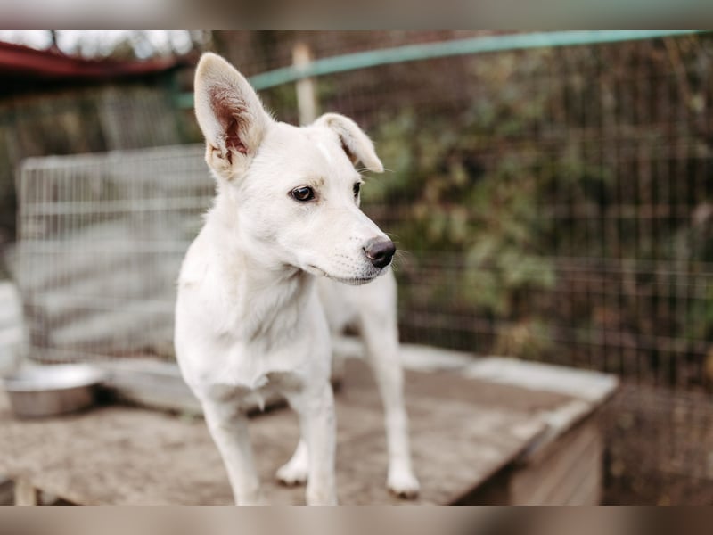 LENI - mutiges, kleines Hundemädchen sucht ihre Familie