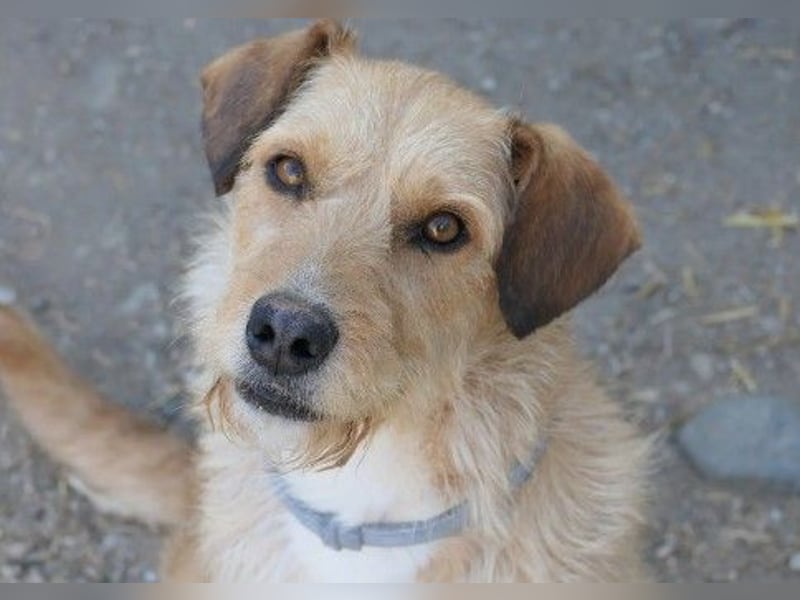 Verschmuste, liebe Lilli sucht erfahrenes Zuhause