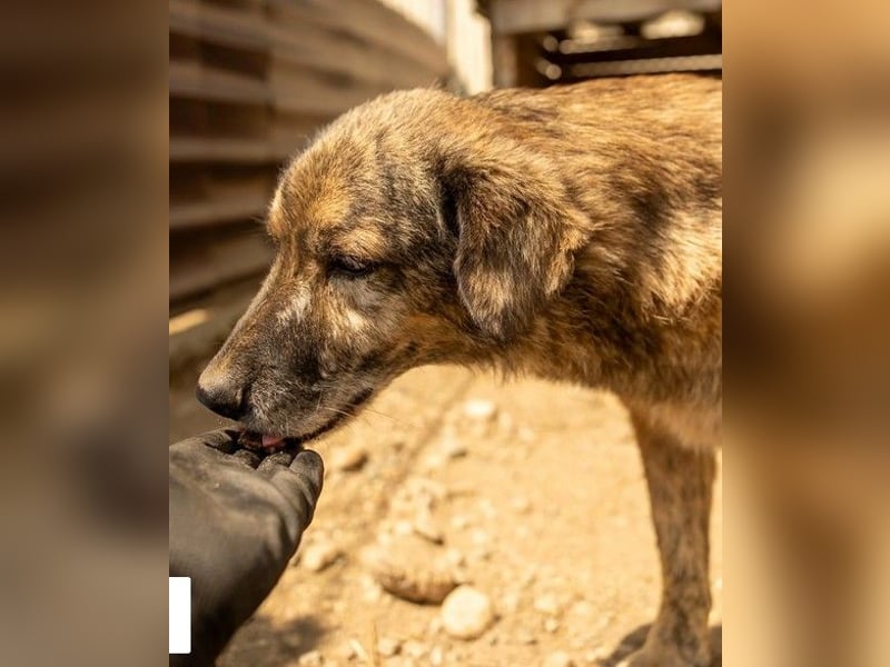 Beghei 11 Jahre braucht dringend ein warmes Plätzchen zum Winter