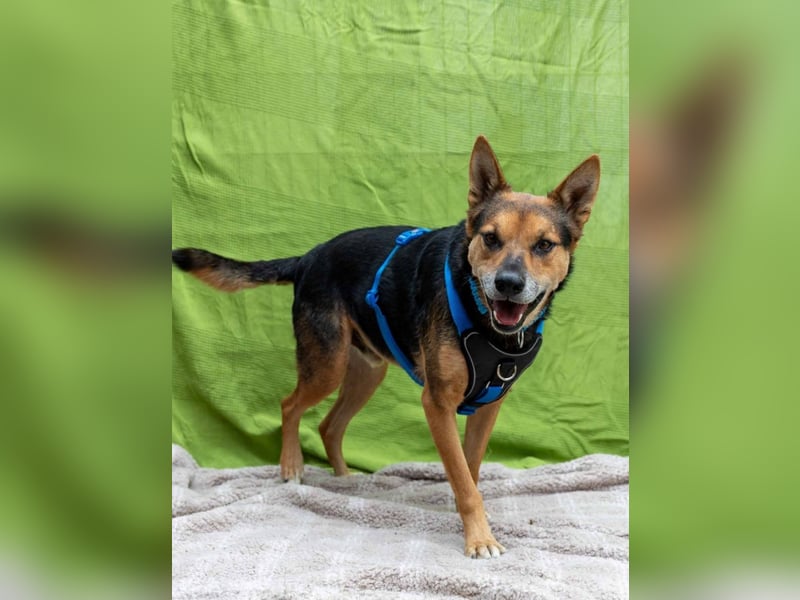 Verschmuster, souveräner Traumhund Rexi sucht seine Familie Verschmuster, souveräner Traumhund Rexi sucht seine Familie