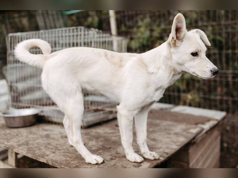 LENI - mutiges, kleines Hundemädchen sucht ihre Familie