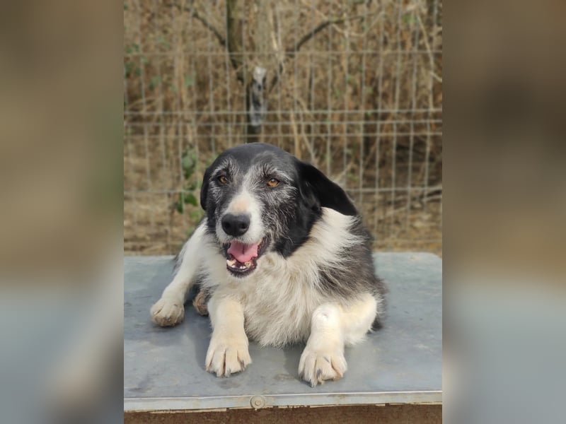 Liebenswerte und ruhige NESCHA