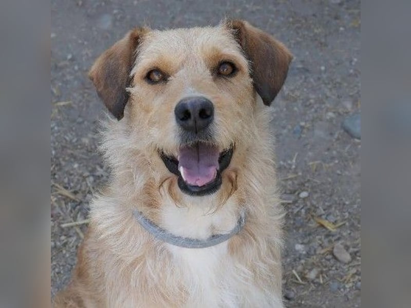 Verschmuste, liebe Lilli sucht erfahrenes Zuhause