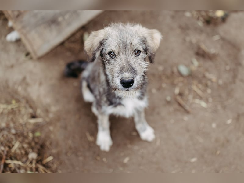 ENIE - verschmustes, menschenbezogenes Welpenmädchen sucht ihre Familie