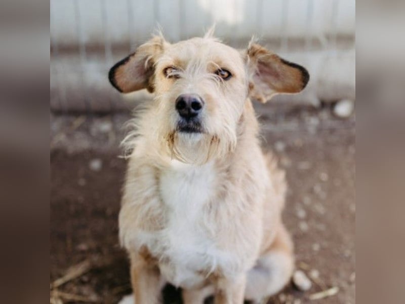 Verschmuste, liebe Lilli sucht erfahrenes Zuhause