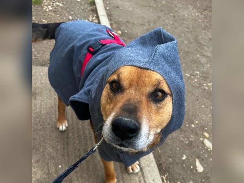 Verschmuster, souveräner Traumhund Rexi sucht seine Familie Verschmuster, souveräner Traumhund Rexi sucht seine Familie