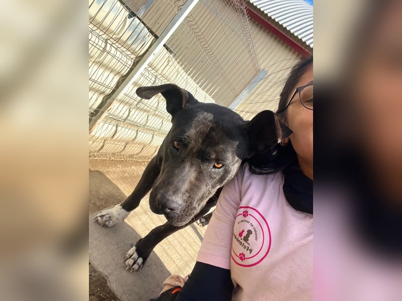 Luna P freundliche verspielte Hündin sucht