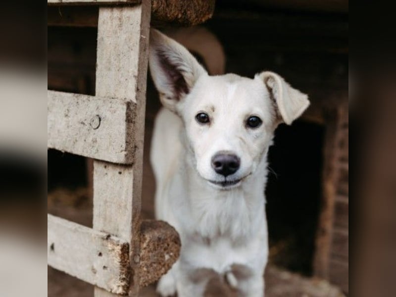 Leni - mutiges junges Hundemädchen