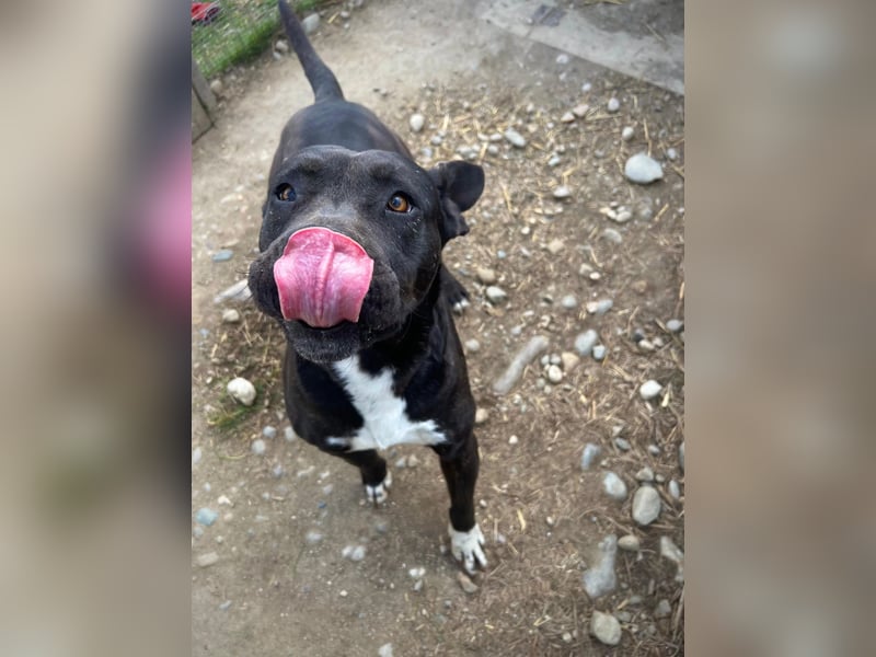 Luna P freundliche verspielte Hündin sucht