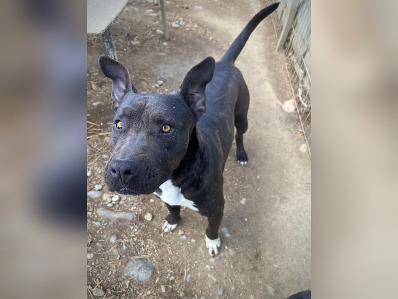 Luna P freundliche verspielte Hündin sucht