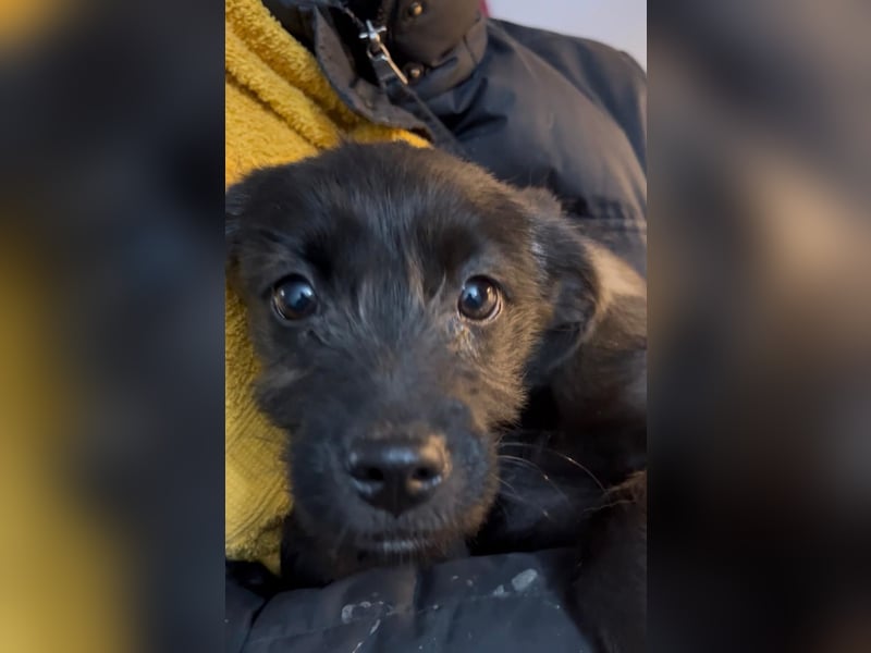 Welpe Cookie sucht seine Herzensmenschen