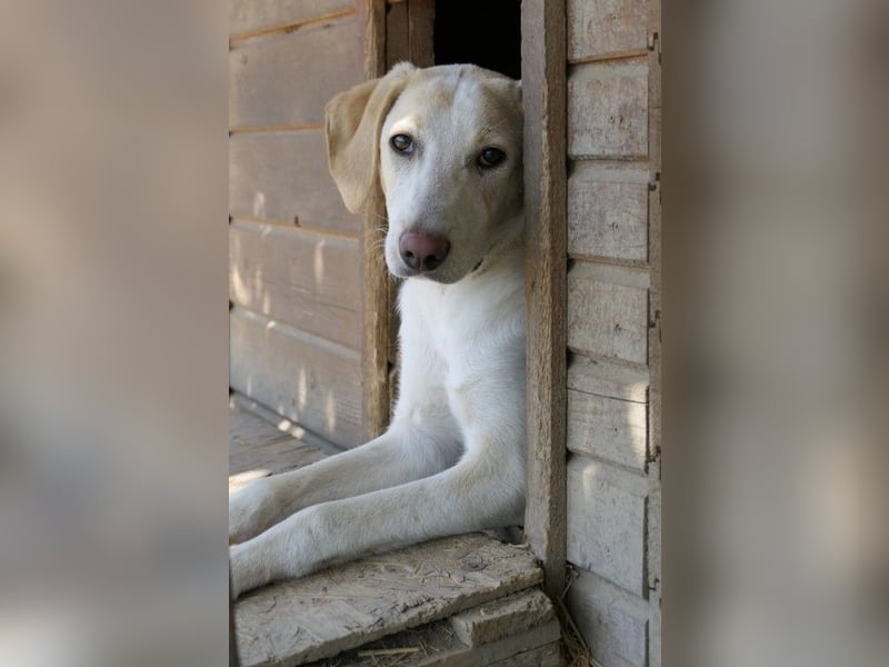 aufgeweckte Ollivander sucht