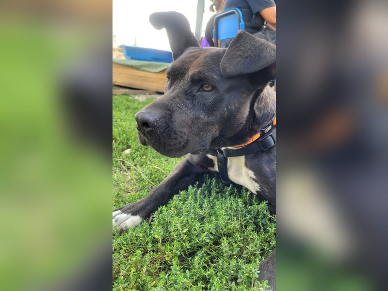 Luna P freundliche verspielte Hündin sucht