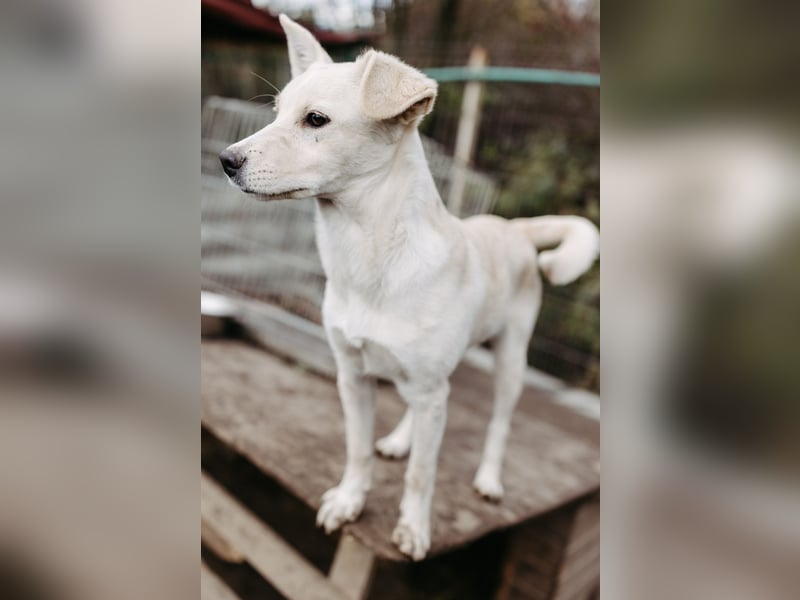 LENI - mutiges, kleines Hundemädchen sucht ihre Familie