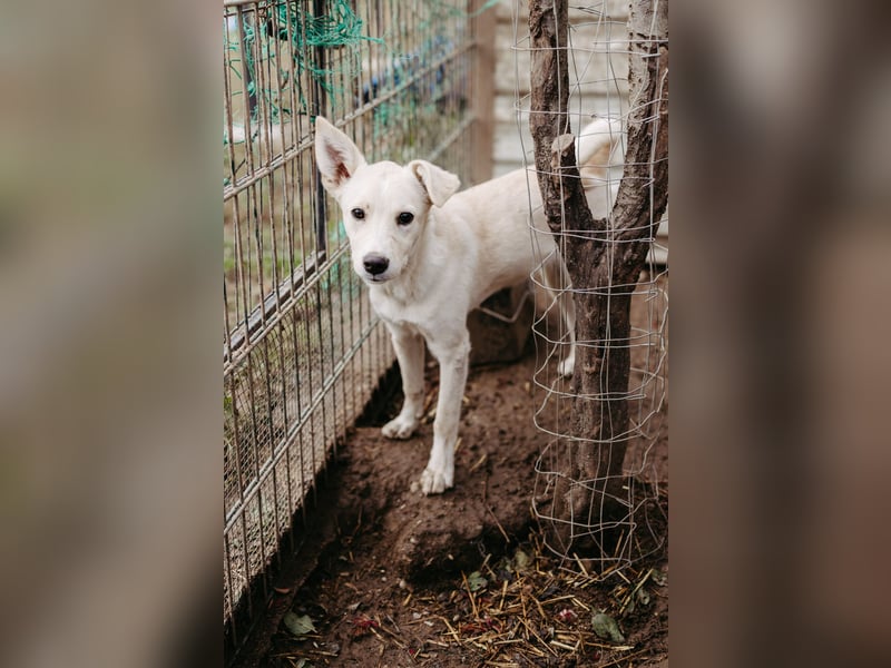 LENI - mutiges, kleines Hundemädchen sucht ihre Familie