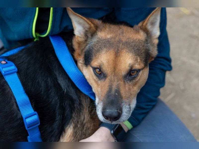 Verschmuster, souveräner Traumhund Rexi sucht seine Familie Verschmuster, souveräner Traumhund Rexi sucht seine Familie