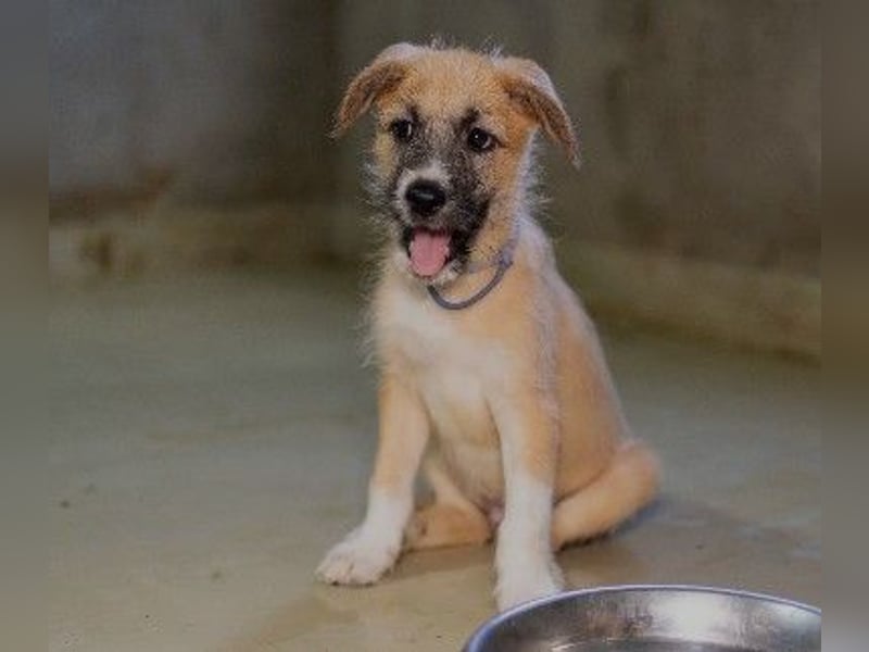 Zauberhafter Welpe Fox