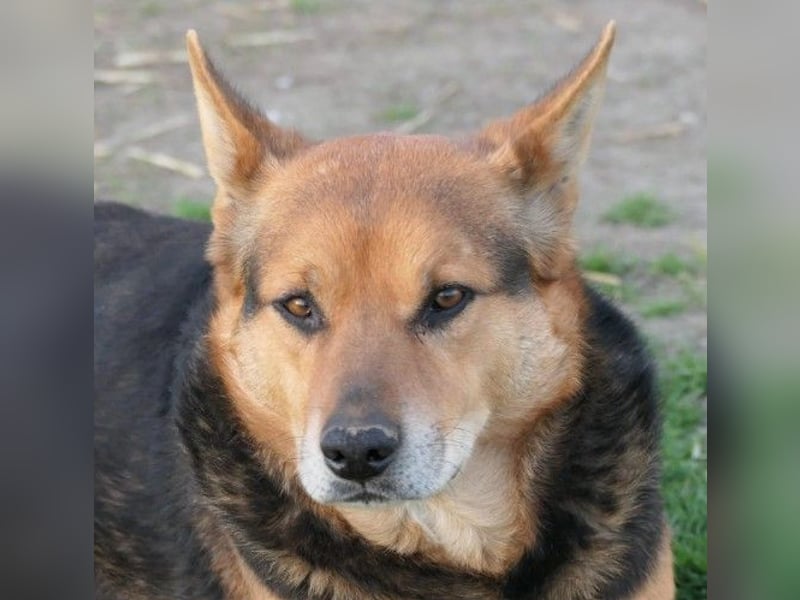Verschmuster, souveräner Traumhund Rexi sucht seine Familie Verschmuster, souveräner Traumhund Rexi sucht seine Familie