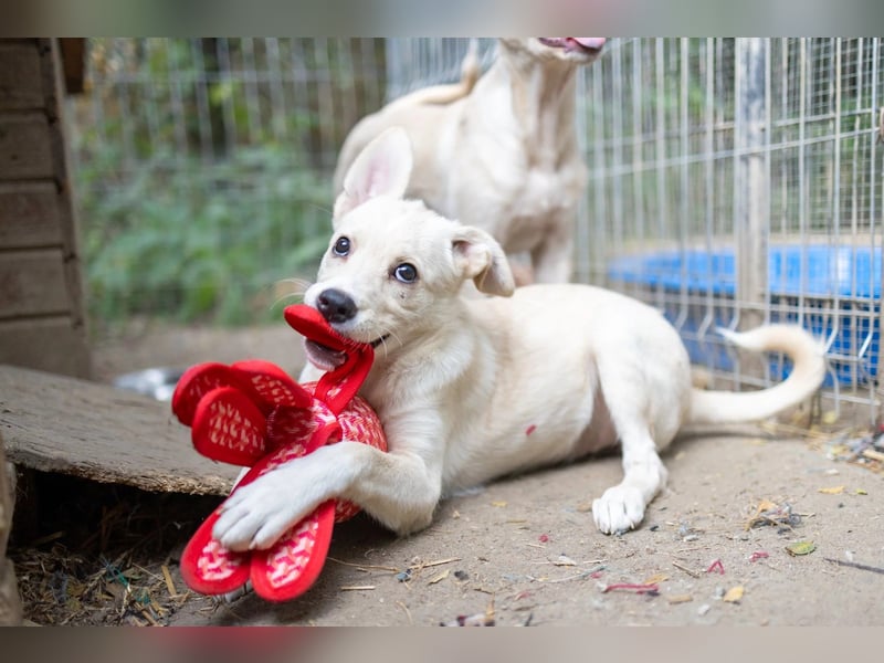 LENI - mutiges, kleines Hundemädchen sucht ihre Familie