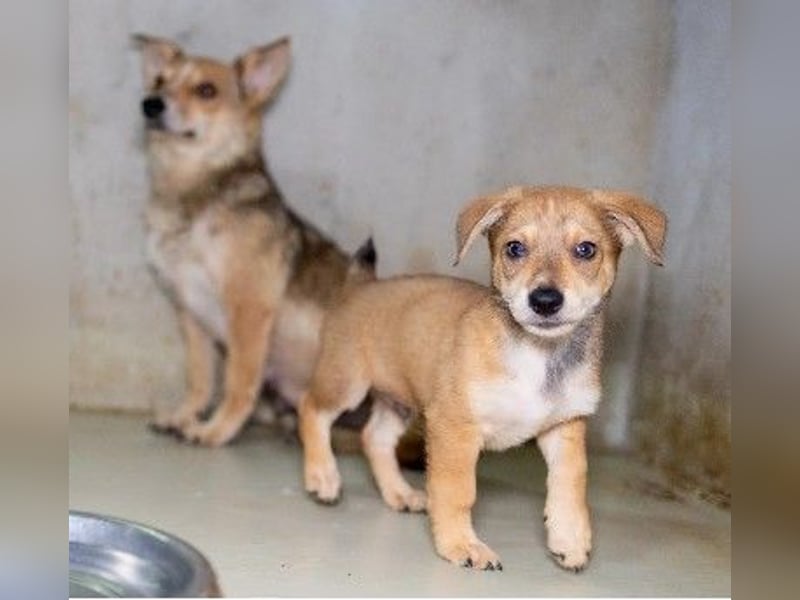 Zauberhafter, lieber Welpe Iovis sucht seine Menschen