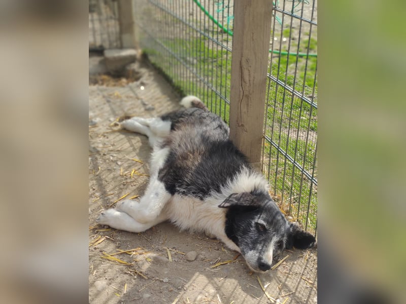 Liebenswerte und ruhige NESCHA