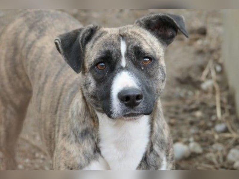 Niky lieb und ein bißchen schüchtern wartet auf seine Menschen Niky lieb und ein bißchen schüchtern wartet auf seine Menschen