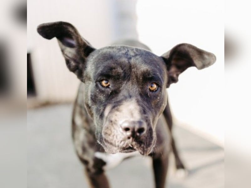 Luna P freundliche verspielte Hündin sucht