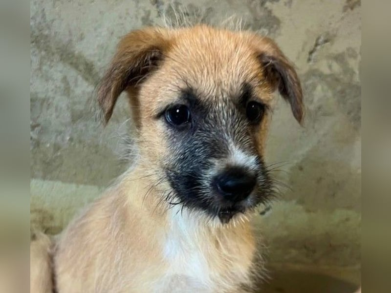 Zauberhafter Welpe Fox