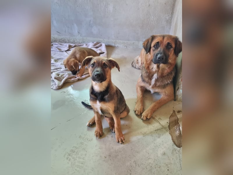 CHARLIE - aufgeweckter Welpenjunge sucht seine Menschen CHARLIE - aufgeweckter Welpenjunge sucht seine Menschen