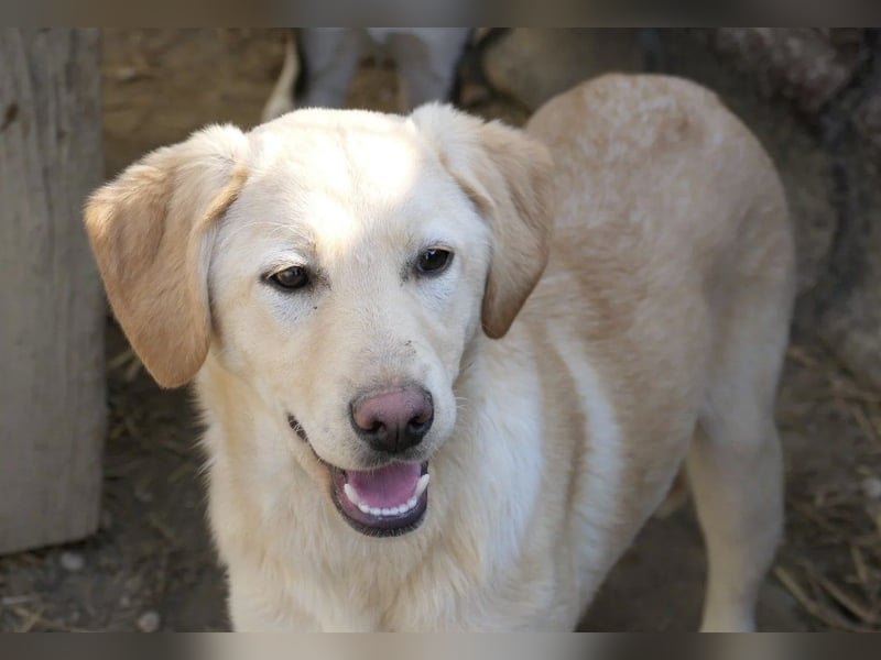 OLINA - wunderschöne und fröhliche Junghündin sucht ihre Menschen