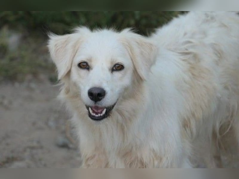 Schüchterne, wunderschöne Leslie sucht liebevolles Zuhause