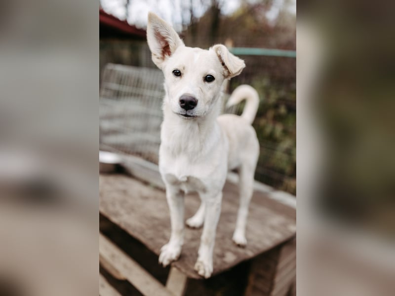 LENI - mutiges, kleines Hundemädchen sucht ihre Familie