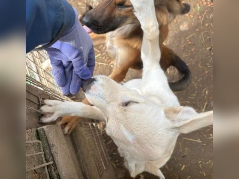 LENI - zauberhaftes Hundemädchen sucht ihre Familie