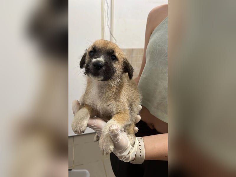 Fox - kleiner Entdecker mit Kuschelherz