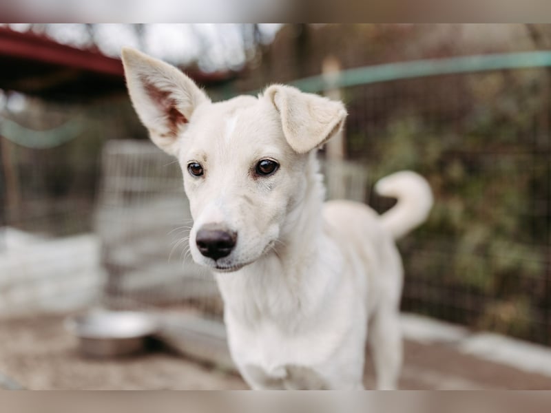 LENI - mutiges, kleines Hundemädchen sucht ihre Familie