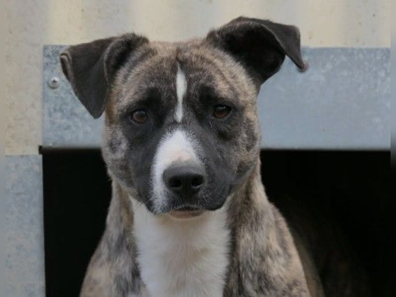 Niky lieb und ein bißchen schüchtern wartet auf seine Menschen Niky lieb und ein bißchen schüchtern wartet auf seine Menschen