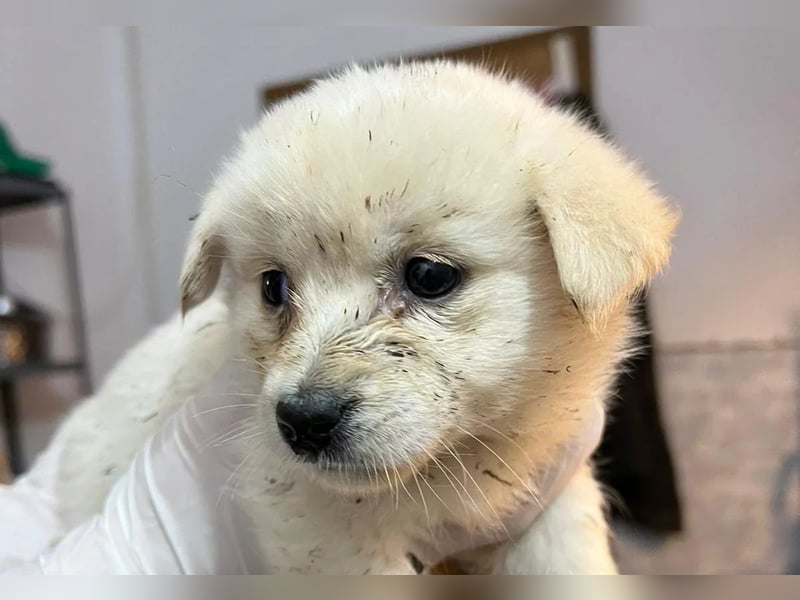 Eisbärmädchen Sunny sucht ihre Herzensmenschen Eisbärmädchen Sunny sucht ihre Herzensmenschen