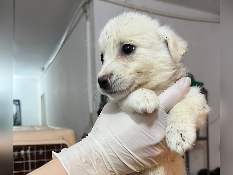 SIRIUS - Welpenjunge auf der Suche nach seinen Herzensmenschen und einem kuscheligen Körbchen SIRIUS - Welpenjunge auf der Suche nach seinen Herzensmenschen und einem kuscheligen Körbchen