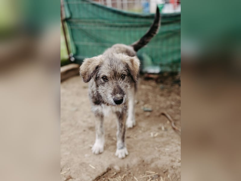 ENIE - verschmustes, menschenbezogenes Welpenmädchen sucht ihre Familie