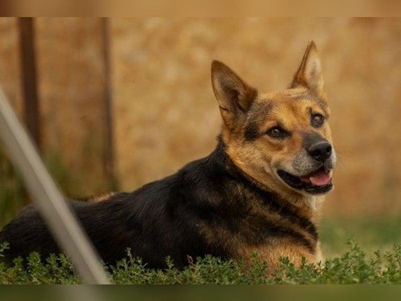 Verschmuster, souveräner Traumhund Rexi sucht seine Familie Verschmuster, souveräner Traumhund Rexi sucht seine Familie