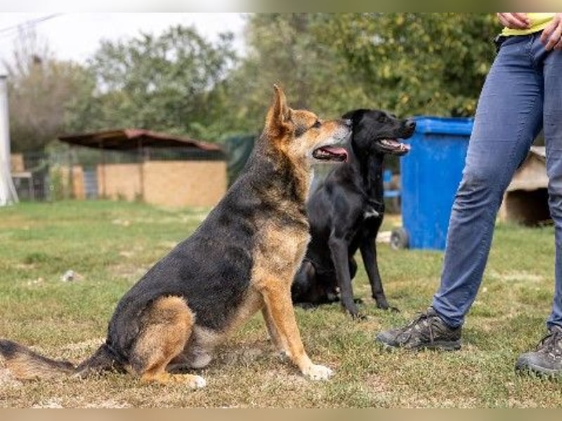 Verschmuster, souveräner Traumhund Rexi sucht seine Familie Verschmuster, souveräner Traumhund Rexi sucht seine Familie