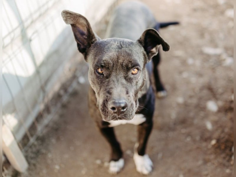 Luna P freundliche verspielte Hündin sucht