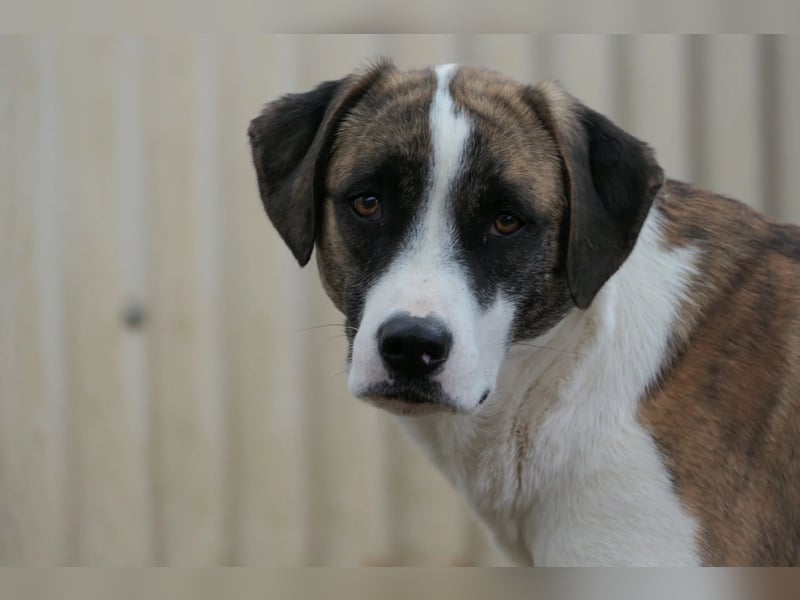 TARA - schüchterne Hündin sucht einfühlsames Zuhause